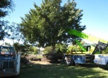 Kwikfynd Tree Management Services
cottontree